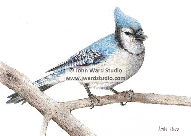 Blue Jay by Kentucky Artist John Ward – John Ward Studio