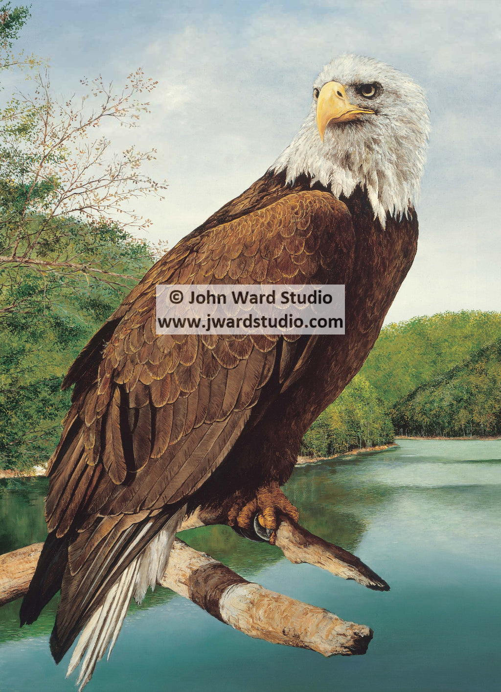 Bald Eagle by Kentucky artist John L. Ward Morehead State University Rowan County MSU www.jwardstudio.com